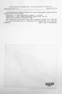 Melampsora ribesii-auritae image